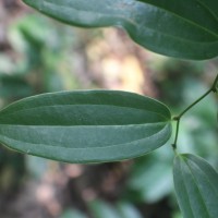 Smilax zeylanica L.